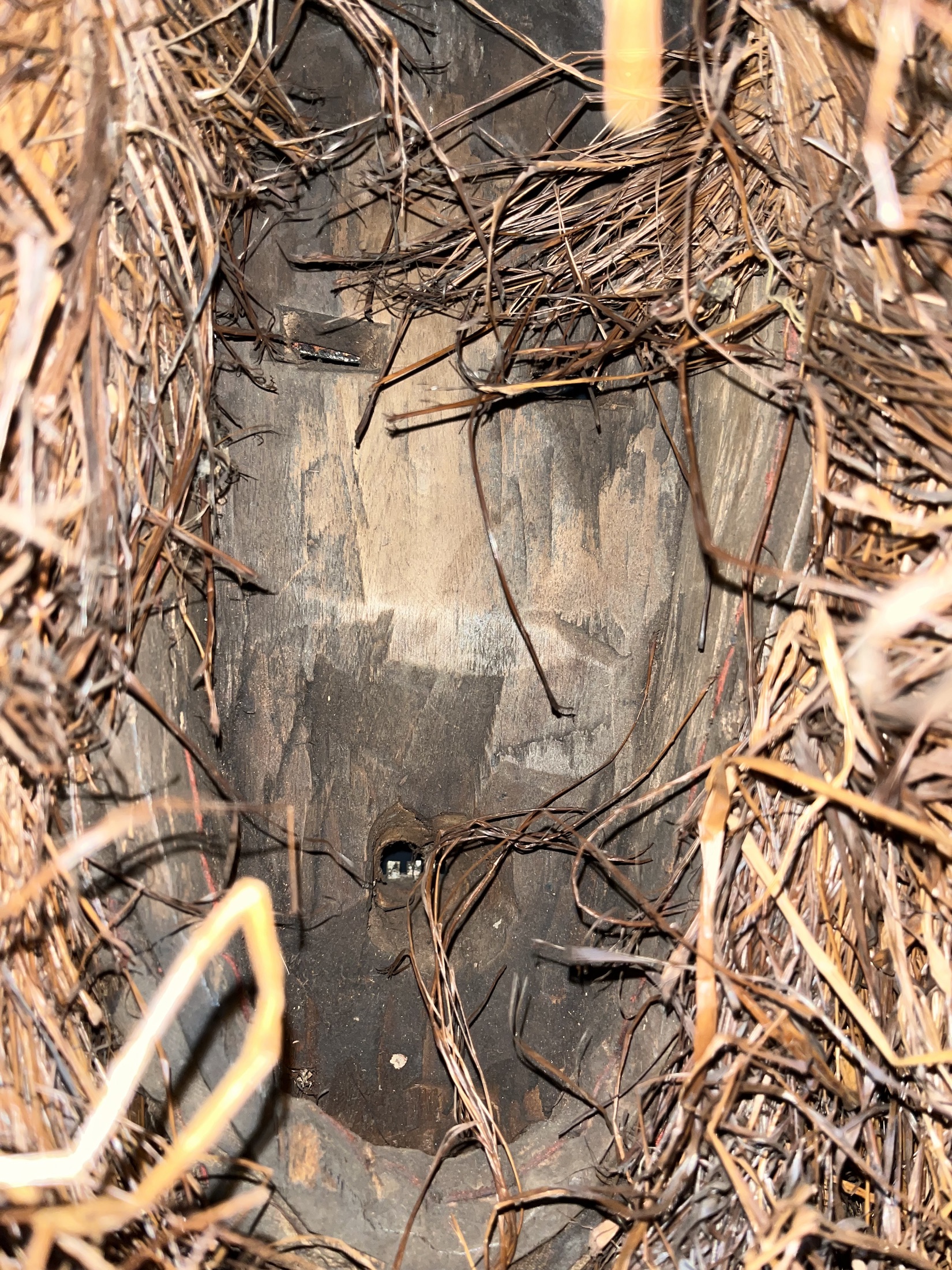 Photo 8 — Masque Kalao — Sénoufo, Côte d’Ivoire — Art tribal Africain